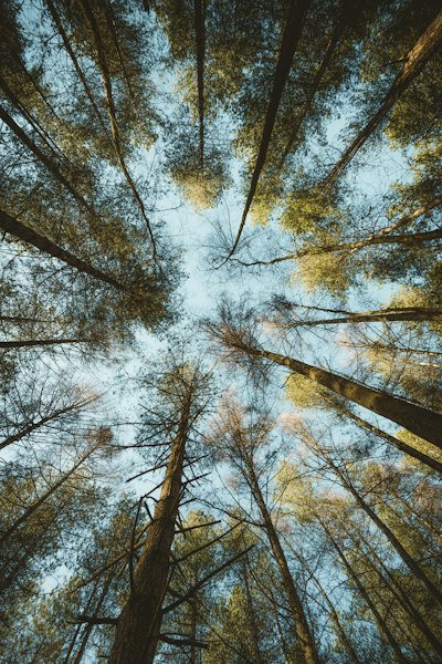 Looking up through a forest canopy